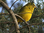 Serin à calotte jaune