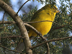 Yellow-crowned Canary