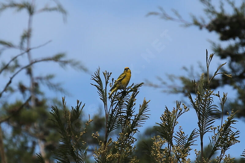 Serin à calotte jaune