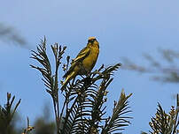 Serin à calotte jaune