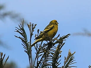 Serin à calotte jaune