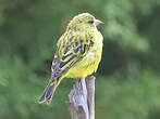 Serin d'Abyssinie