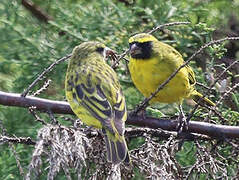 Serin d'Abyssinie