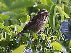 Streaky Seedeater