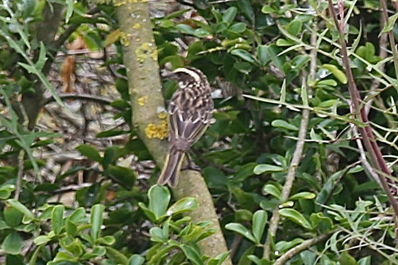 Streaky Seedeater