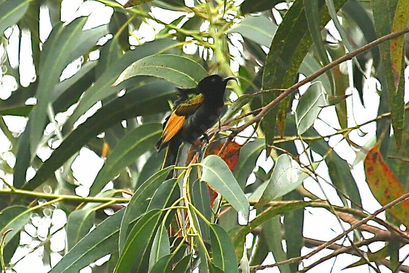 Golden-winged Sunbird