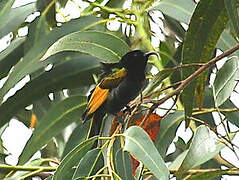 Golden-winged Sunbird