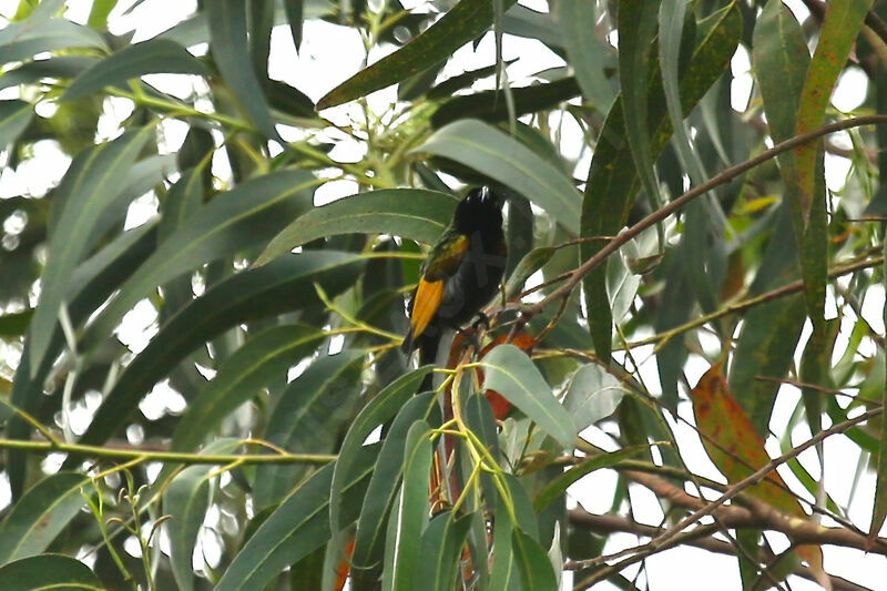 Souimanga à ailes dorées