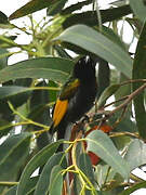 Golden-winged Sunbird