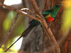 Beautiful Sunbird