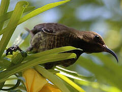 Scarlet-chested Sunbird