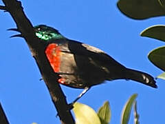 Scarlet-chested Sunbird