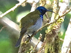 Green-headed Sunbird