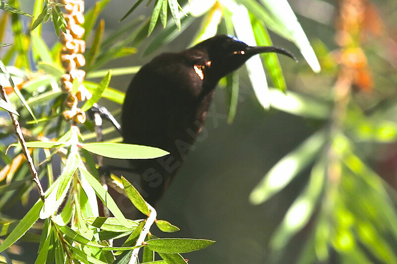 Amethyst Sunbird