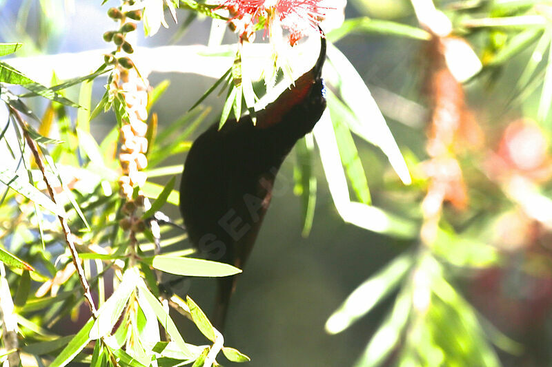 Amethyst Sunbird