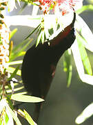 Amethyst Sunbird