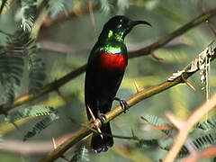 Abyssinian Sunbird