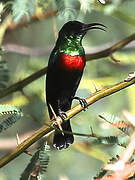 Abyssinian Sunbird