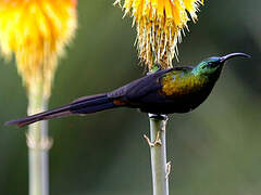 Bronze Sunbird