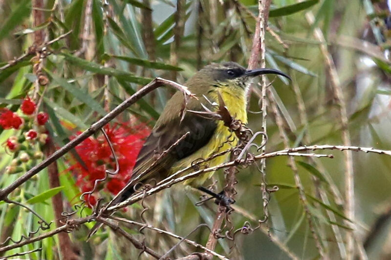 Bronze Sunbird