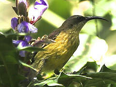 Bronze Sunbird