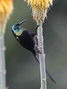 Bronze Sunbird