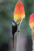 Bronze Sunbird