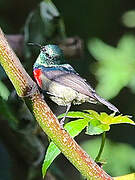 Northern Double-collared Sunbird