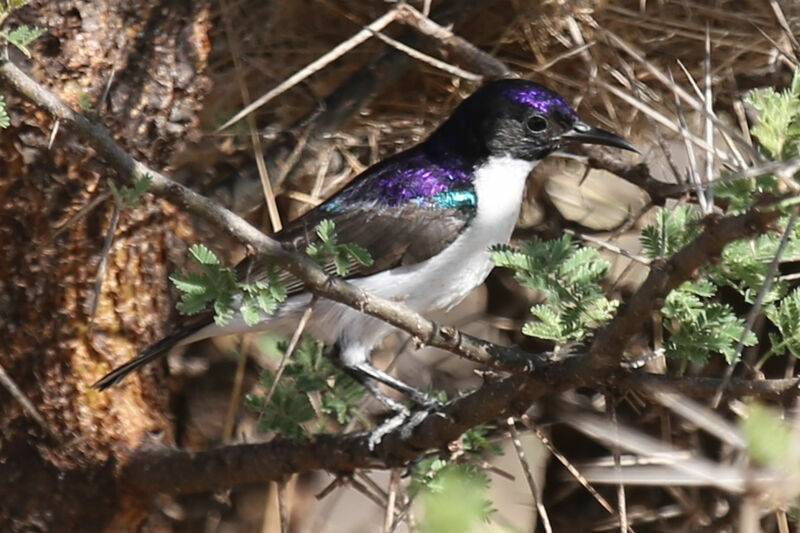 Eastern Violet-backed Sunbird