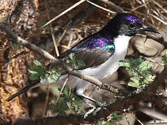 Eastern Violet-backed Sunbird