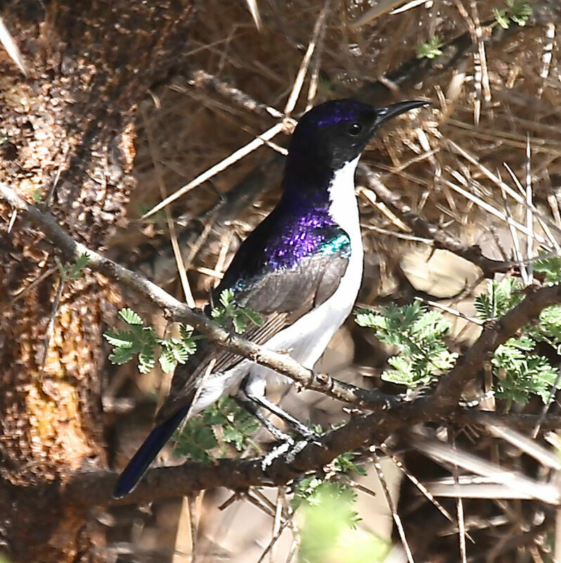 Eastern Violet-backed Sunbird