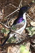 Eastern Violet-backed Sunbird