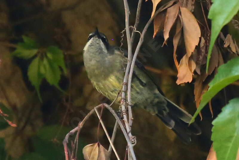 Tacazze Sunbird