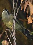 Tacazze Sunbird