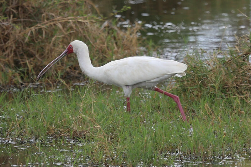 African Spoonbill