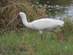 African Spoonbill