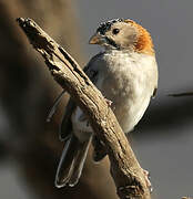 Speckle-fronted Weaver