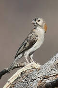 Speckle-fronted Weaver