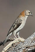 Speckle-fronted Weaver