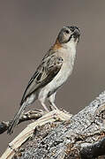 Speckle-fronted Weaver