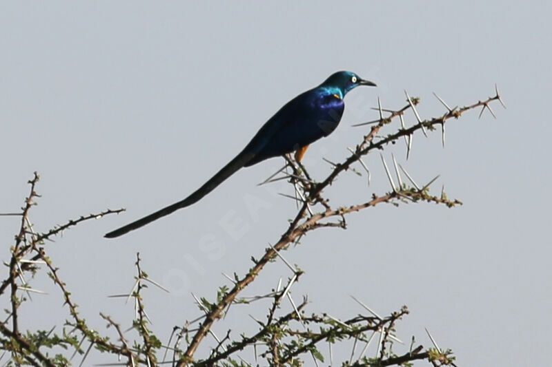 Golden-breasted Starling