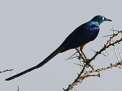 Golden-breasted Starling