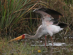 Yellow-billed Stork