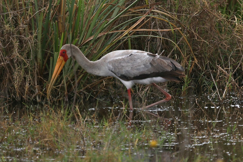 Yellow-billed Stork