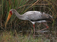 Yellow-billed Stork