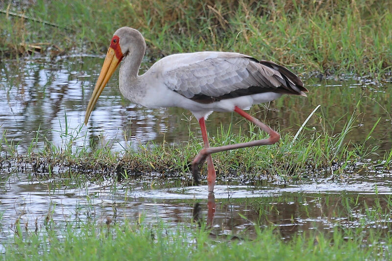 Yellow-billed Stork