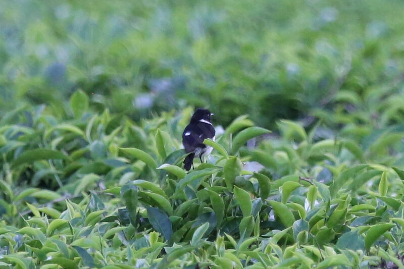 African Stonechat