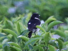 African Stonechat