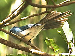 African Blue Flycatcher