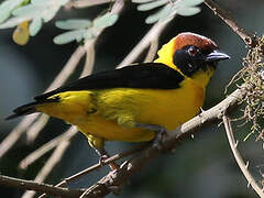 Brown-capped Weaver